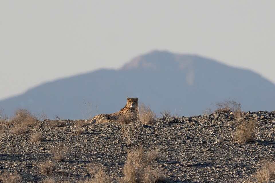 Азиатский гепард Acinonyx jubatus venaticus в природной среде