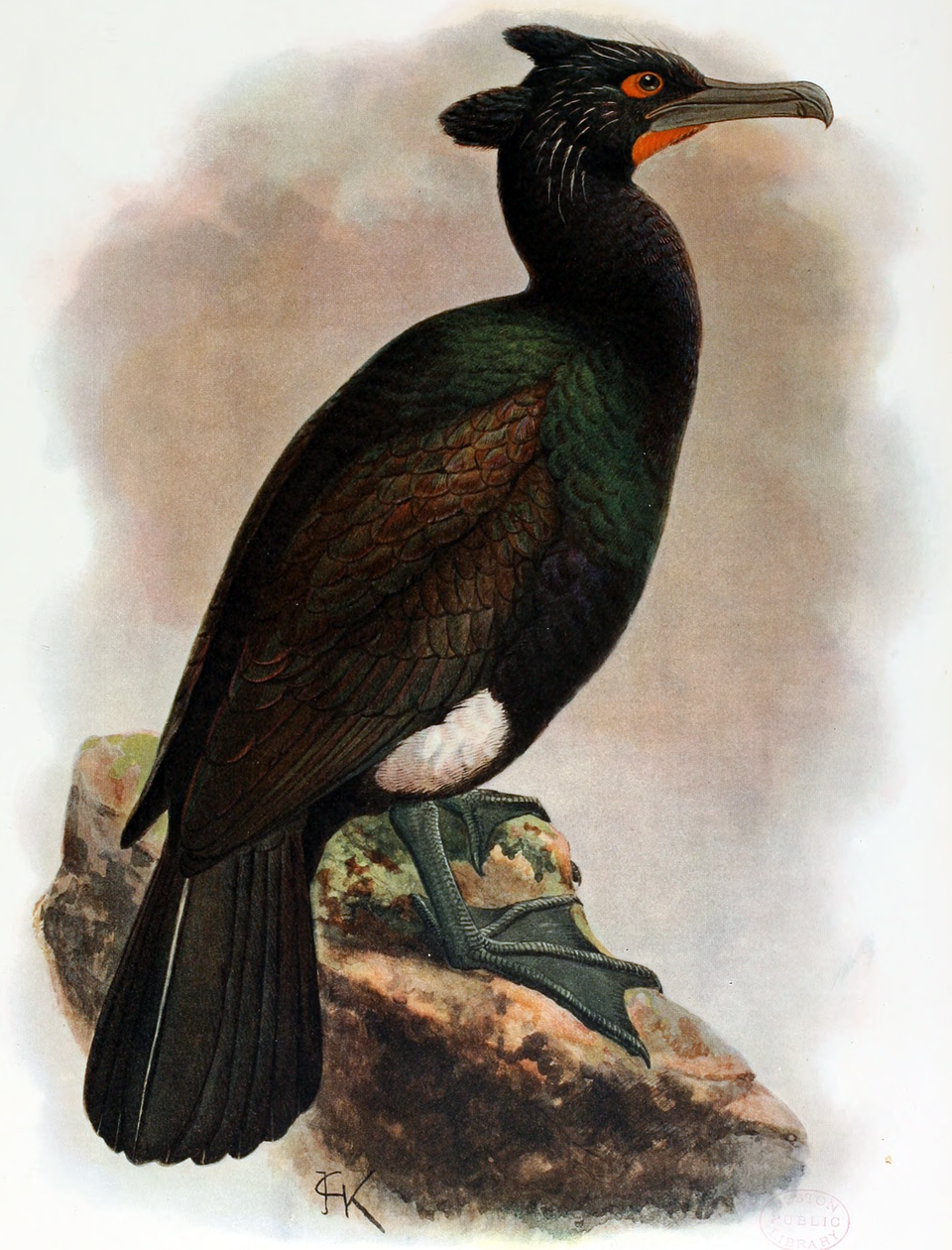 Иллюстрация стеллерова баклана Phalacrocorax perspicillatus работы Джона Гульда