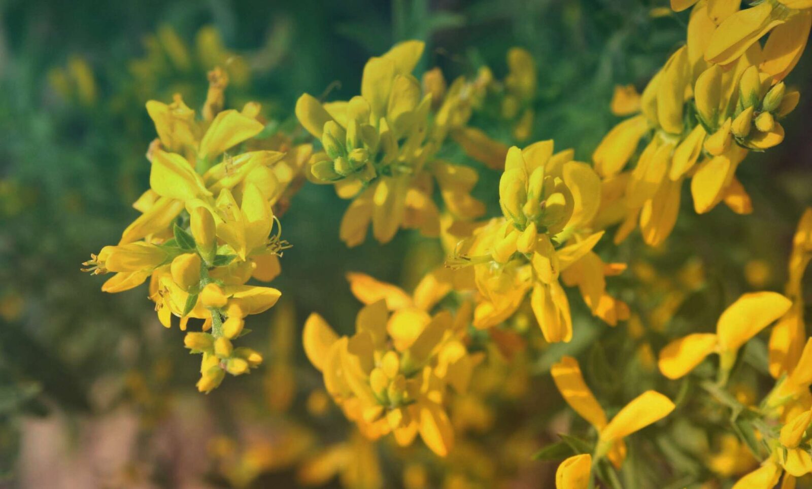 Дрок донской Genista Tanaitica