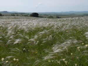 Цветущий ковыль Залесского Stipa zalesskii в степи