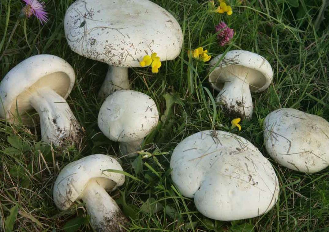Лейкопаксиллус лепистовидный Leucopaxillus Lepistoides