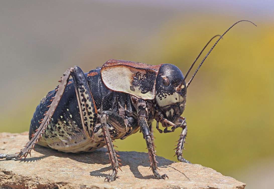 Многобугорчатый шароглав Bradyporus Multituberculatus