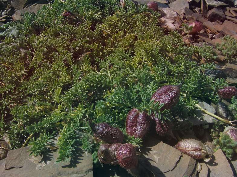 Остролодочник вздутоплодный Oxytropis Physocarpa